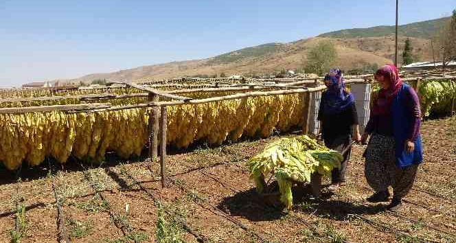 Muş’ta kadınlar çiftçilikle aile ekonomisine katkı sağlıyor
