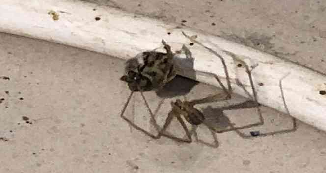 Örümcek önce ağını kurdu, sonra bal arasını uzun süre bekleyerek avladı