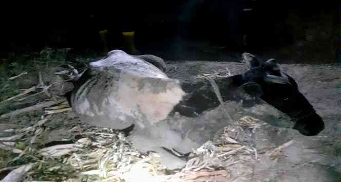 Çamura saplanan ineğin yardımına itfaiye yetişti