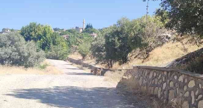 Koruma altındaki dağ keçileri şehre indi