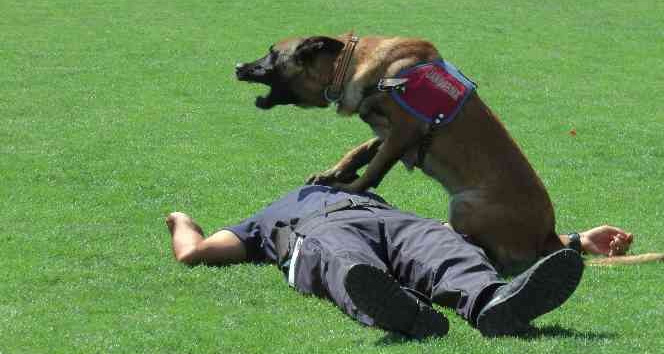 Jandarma itaat köpeği Rüzgar, bakıcısına kalp masajı yaptı