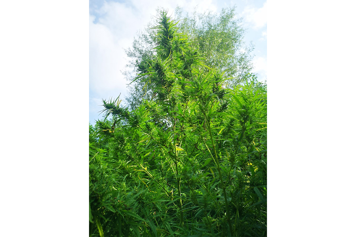 Ormanda kenevir ekti, suçüstü yakalandı