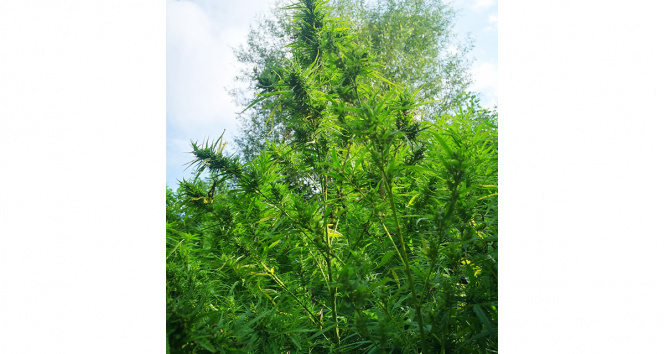 Ormanda kenevir ekti, suçüstü yakalandı