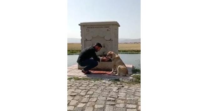 Sıcaktan bunalan köpeğe elleri ile su verdi