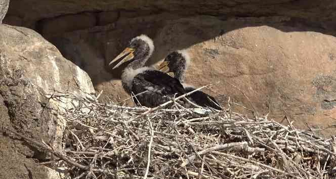Bozkırın yaban hayatı fotokapanda