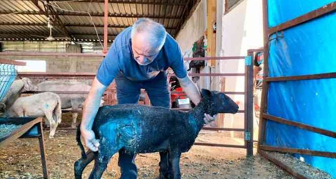 Osmaniye’de sokak köpekleri küçükbaş hayvan çiftliğine saldırdı
