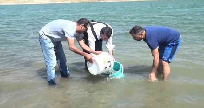 Muş’ta baraj, göl ve göletlere 1 milyon 459 bin yavru balık bırakıldı