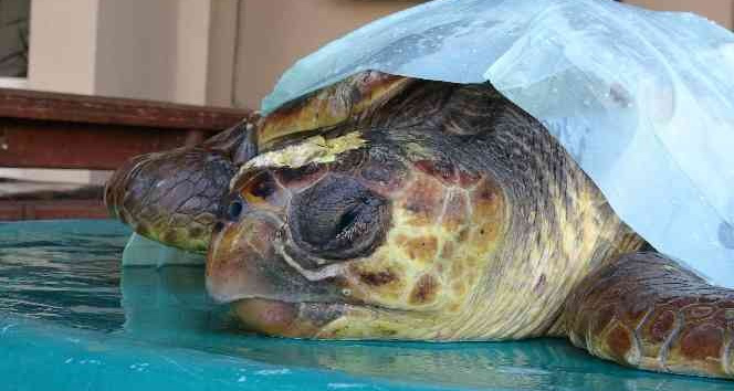 Başından yaralanan caretta caretta tedavi altına alındı