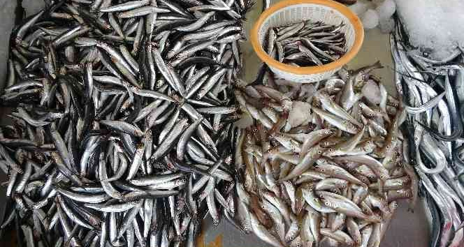 Av sezonunun başlamasıyla tezgâhlarda balık çeşitliliği arttı