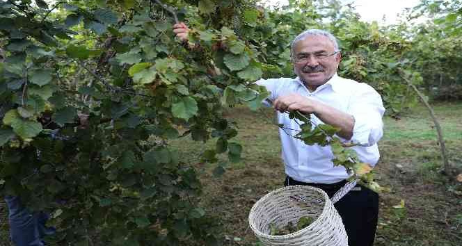 Fındıkta yerli işçi sıkıntısına ‘Hilmi Güler Modeli’