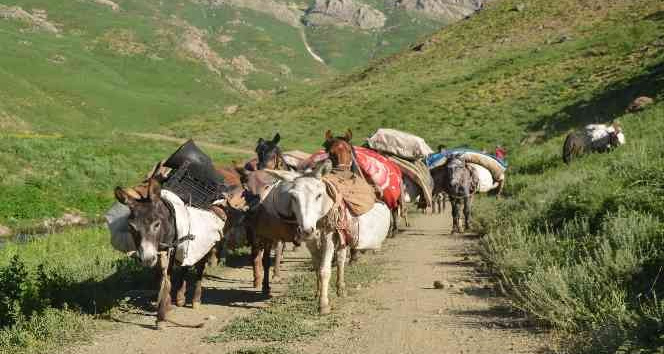 Göçerlerin zorlu yayla yolculuğu devam ediyor