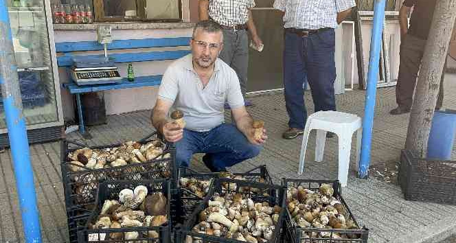 Ayı mantarı köylünün gelir kapısı oldu
