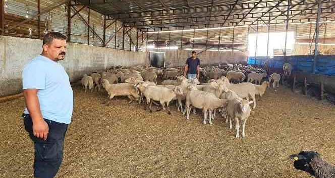 Sahipsiz köpekler koyun ağılına saldırdı, bir koyun telef oldu