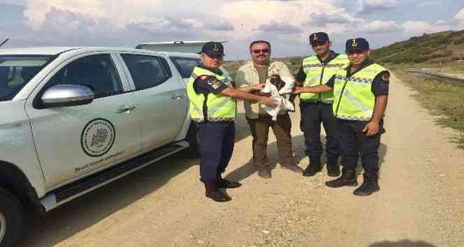 Yaralı bulunan ‘orman kartalı’ jandarma ekipleri tarafından kurtarıldı