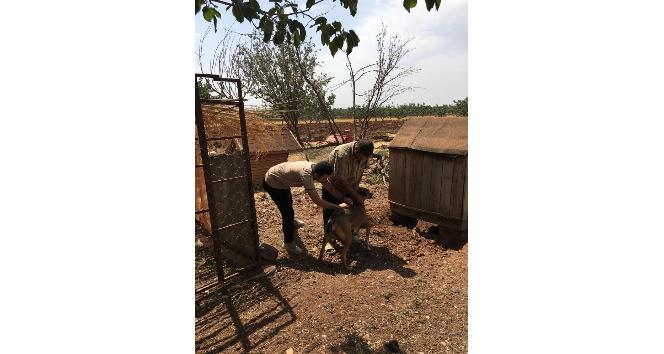 Kilis’te evcil hayvanlar a mikroçip takılıyor