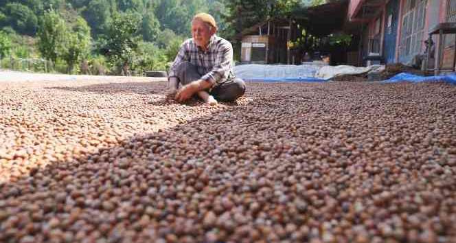 Ordu değil Tokat’ta yetişiyor, görenleri şaşırtıyor