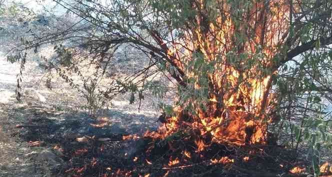 Tarım arazisinde çıkan anız yangınında ağaçlar ve bağlar küle döndü