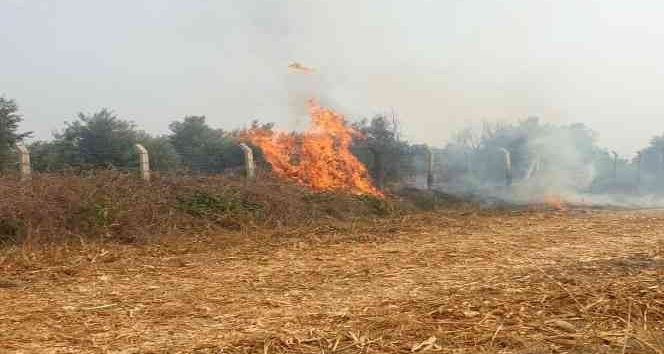 Anız yangını zeytin bahçesine sıçramadan söndürüldü