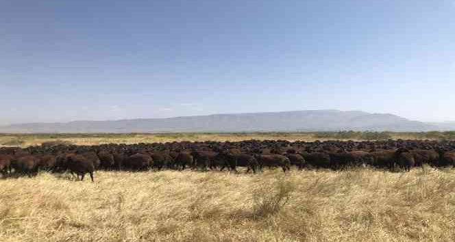 Iğdır’daki tarım işletmesinde koç katımı yapıldı