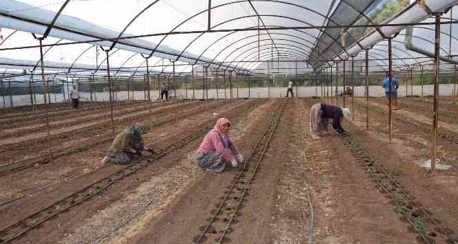 Antalya’da 62 milyon 500 bin domates fidesi toprakla buluşuyor