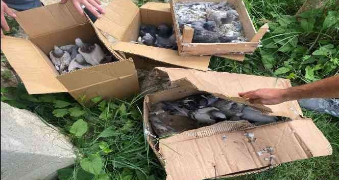 Yalova’da 50 bin lira değerindeki güvercinleri çalan hırsızlar yakalandı