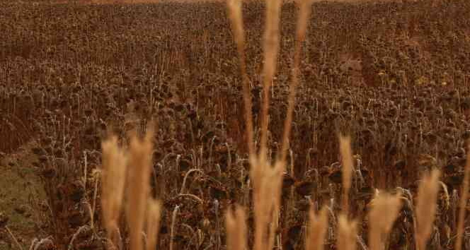 Hasattan güzel verim elde ediliyor