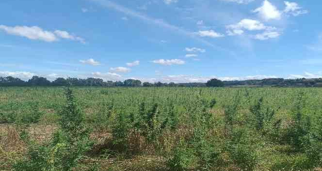 Kırklareli’nde 337 bin kök Hint keneviri ele geçirildi