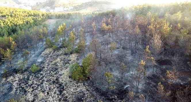 Yozgat’ta 15 dekarlık orman küle döndü