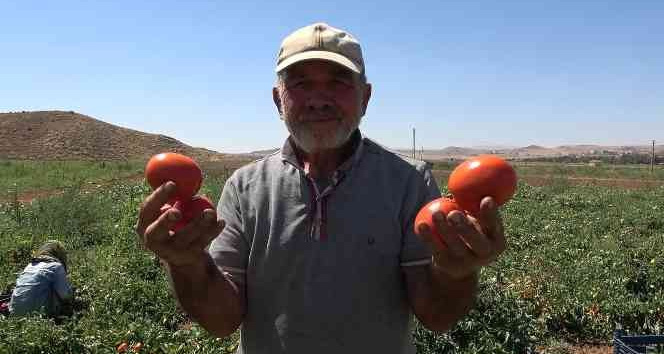 İşçi bulamayan üretici: "İyi ki mülteciler var"
