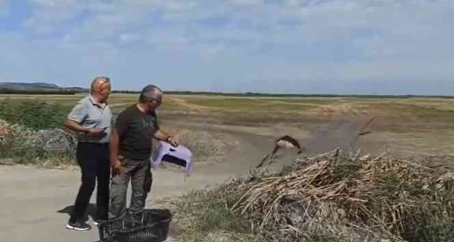 Tedavisi tamamlanan kızıl şahin doğal ortamına bırakıldı