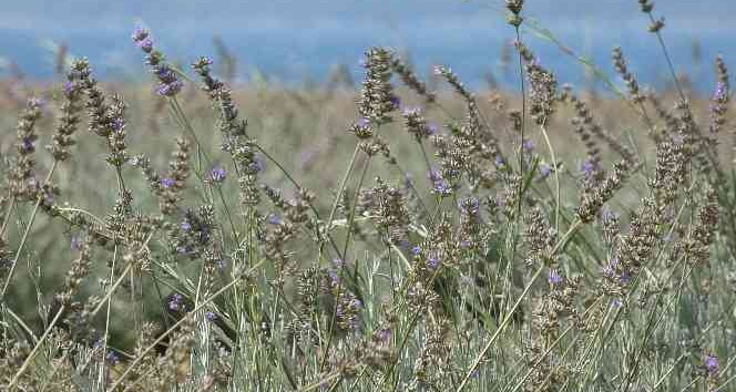 Çanakkale’de çöplük alan Lavanta bahçesine dönüştü