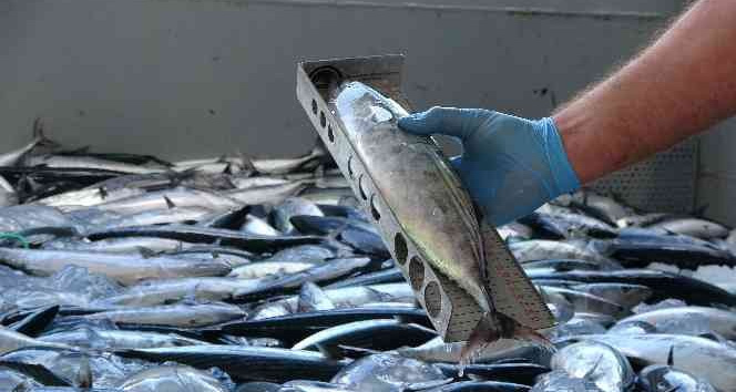 Sezon açıldı, balıkçılara yönelik denetimler sıkılaştı
