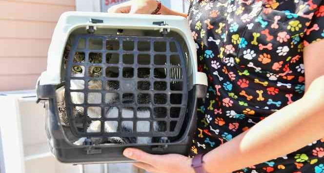 Ankara’da 4 ayda 7 bin 459 sokak hayvanı kısırlaştırıldı