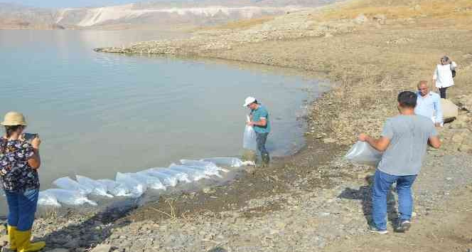 Şırnak’taki barajlar sazanla canlanıyor