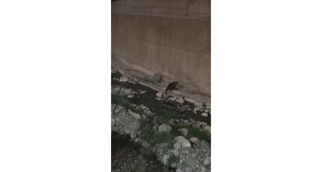 Gümüşhane’de kent merkezine kadar inen ayı kameralara yakalandı