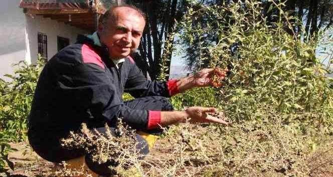 Pandemi döneminde aldığı çorak araziyi tropikal meyve bahçesine çevirdi