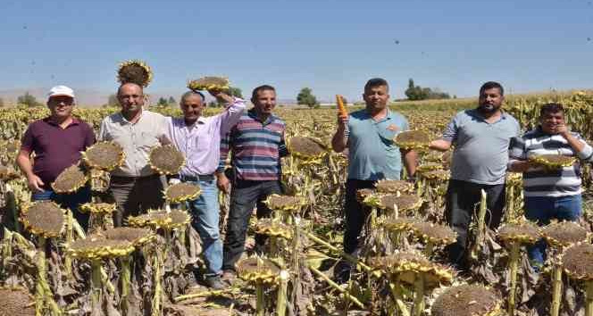 Elbistan’da "siyah altın" hasadı başladı