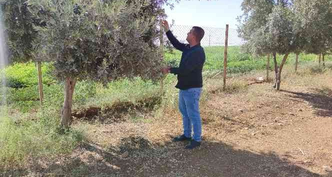Şırnak’ta çiftçiler kuraklığı baraj sularıyla aşmak istiyor