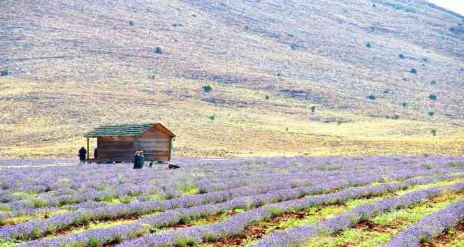 Afşin’in aromatik yağları ve kozmetik ürünleri İngiltere yolcusu