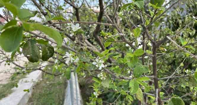 Yıl içerisinde ikinci kez çiçek açtı