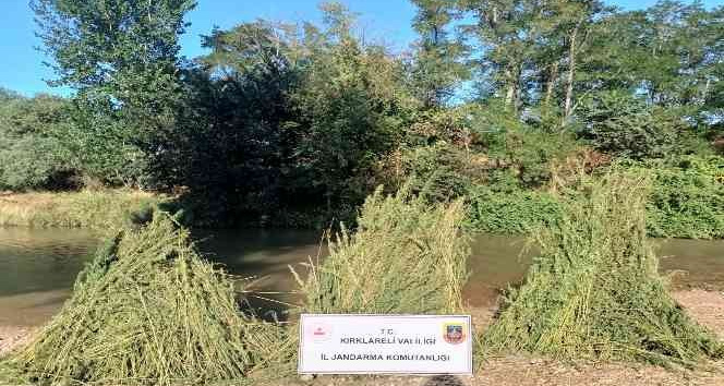 Kırklareli’nde 160 bin kök hint keneviri ele geçirildi