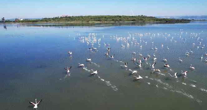 Hersek Lagünü’nde flamingoların görsel şöleni başladı