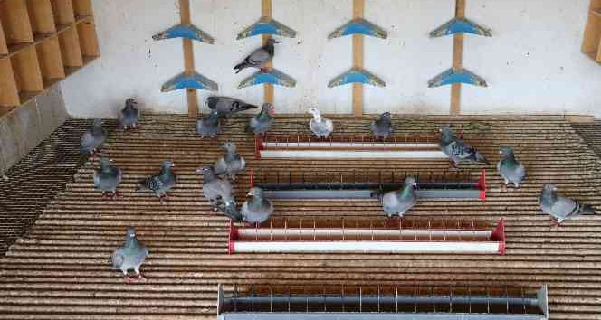 Edirne’de posta güvercinleri yarışı
