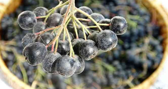 Süper meyve olarak biliniyor, yaygınlaştırılması için çalışma başlatıldı