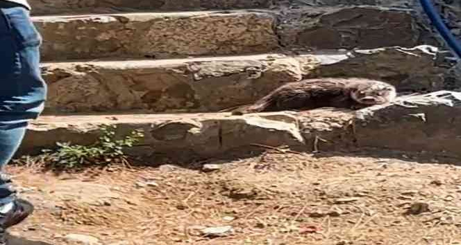 Yalova Esenköy’de su samuru sürprizi