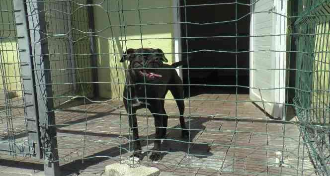 Vicdanları sızlatan görüntülere inceleme