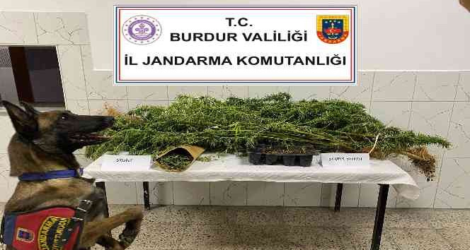 Burdur’da uyuşturucu operasyonlarında 1 tutuklama