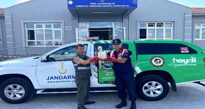Polonya’da GPS cihazı takılan leylek Aksaray’da bitkin halde bulundu