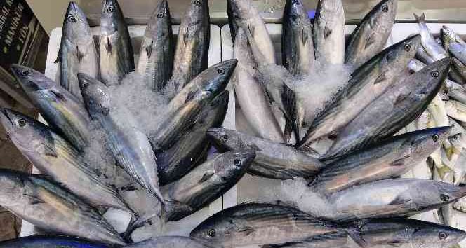 Ordu’da palamut fiyatları düştü: Kiloluk palamutlar 40 lira