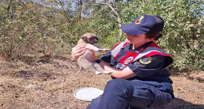 Vicdansızlığın böylesi, jandarma ekipleri sahip çıktı